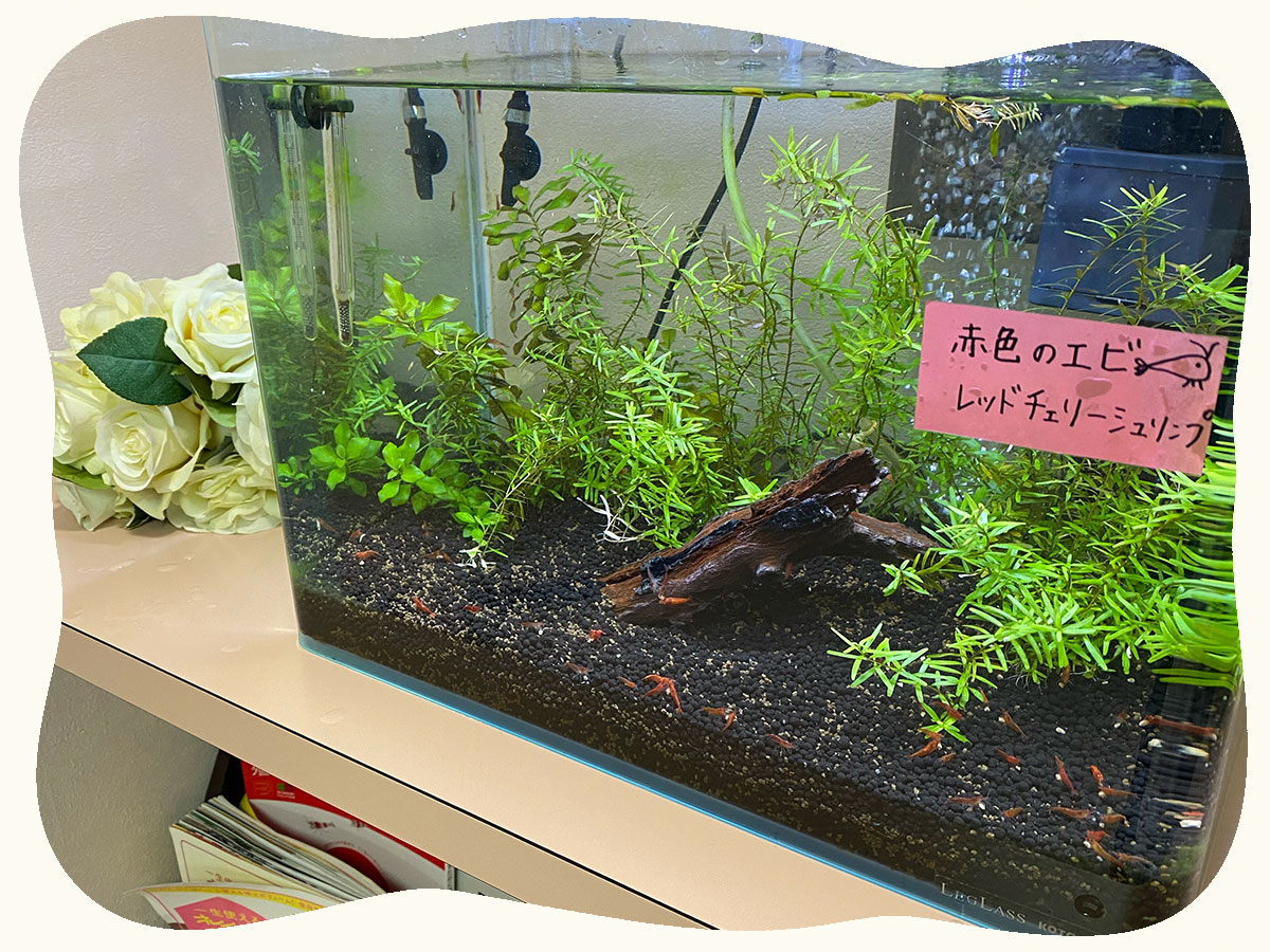 おかもと歯科医院の水槽
